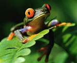 tree frog