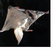 flying squirrel