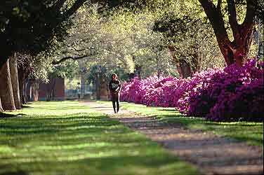 Rice campus