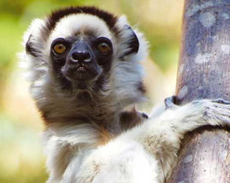 lemur