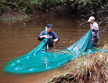 stream collecting