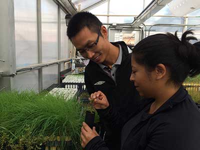 gradstudents working in the greenhouse